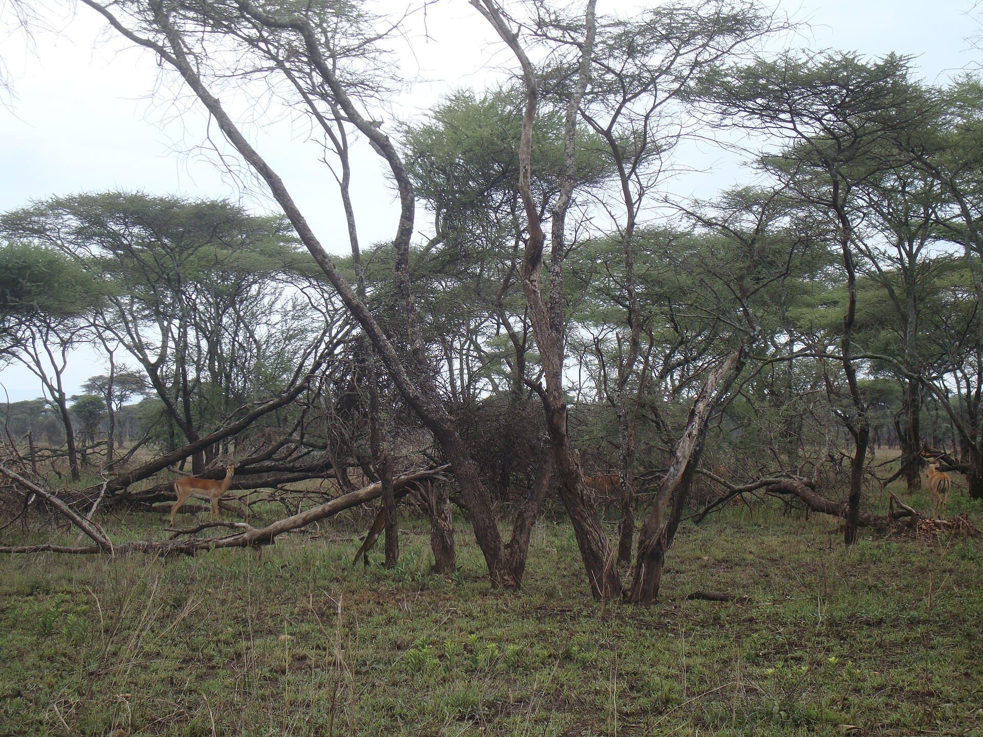 United Republic of Tanzania